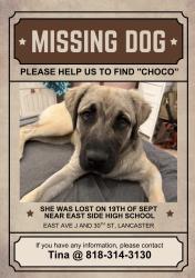 Lost Female Dog last seen Eastside high school, east ave J and 30th st. Lancaster, Lancaster, CA 93535