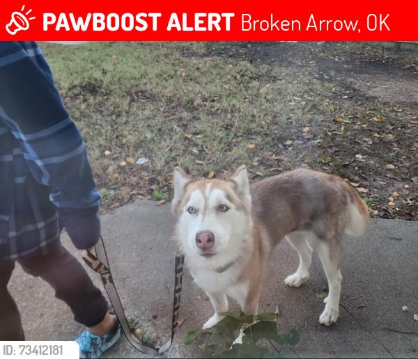 Lost Female Dog last seen Vandever, Broken Arrow, OK 74012