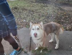 Lost Female Dog last seen Vandever, Broken Arrow, OK 74012