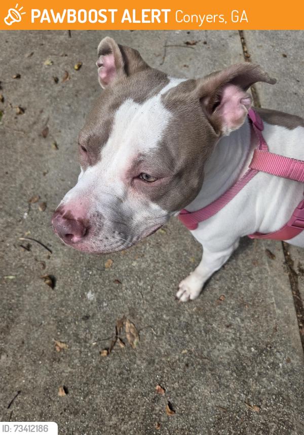 Found/Stray Female Dog last seen Mamies Kitchen Conyers, Conyers, GA 30012