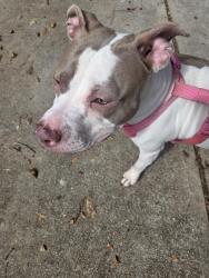 Found/Stray Female Dog last seen Mamies Kitchen Conyers, Conyers, GA 30012