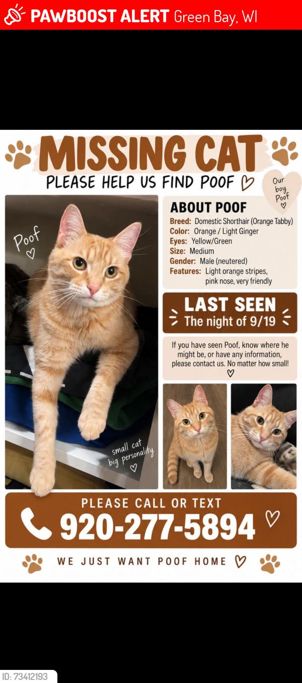 Lost Male Cat last seen University Ave, Festival Foods, Green Bay, WI 54311