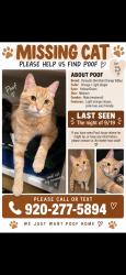 Lost Male Cat last seen University Ave, Festival Foods, Green Bay, WI 54311