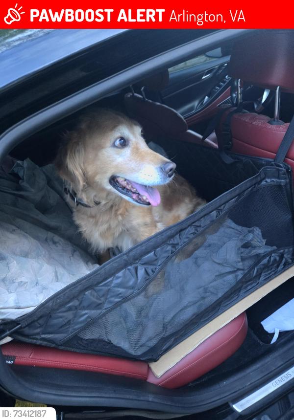 Lost Female Dog last seen 5th street and fillmore, Arlington, VA 22204