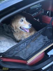 Lost Female Dog last seen 5th street and fillmore, Arlington, VA 22204
