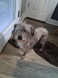 Found/Stray Male Dog last seen Allatoona High school, Acworth, GA 30101