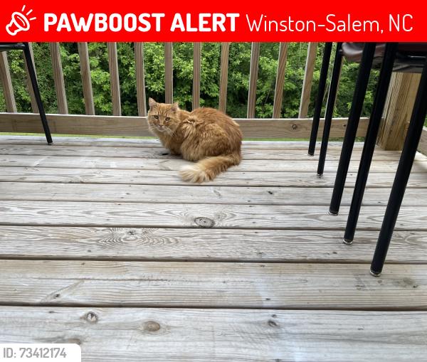 Lost Male Cat last seen Country Club Rd, Winston-Salem, NC 27104