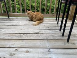 Lost Male Cat last seen Country Club Rd, Winston-Salem, NC 27104