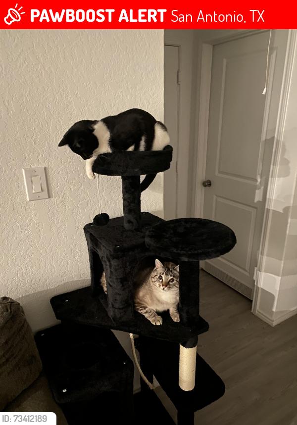 Lost Male Cat last seen South on meadows, San Antonio, TX 78223