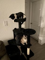Lost Male Cat last seen South on meadows, San Antonio, TX 78223