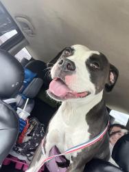 Reunited Female Dog last seen Jefferson dr, Zumbrota, MN 55992