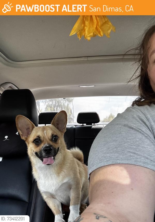Found/Stray Female Dog last seen Near Amelia, San Dimas, CA 91773