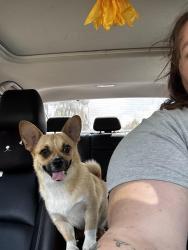 Found/Stray Female Dog last seen Near Amelia, San Dimas, CA 91773