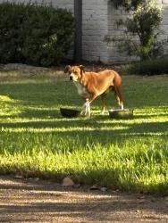 Found/Stray Unknown Dog last seen Near Sprucewood Dr., Dallas, TX 75240