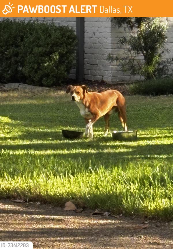 Found/Stray Unknown Dog last seen Near Sprucewood Dr., Dallas, TX 75240