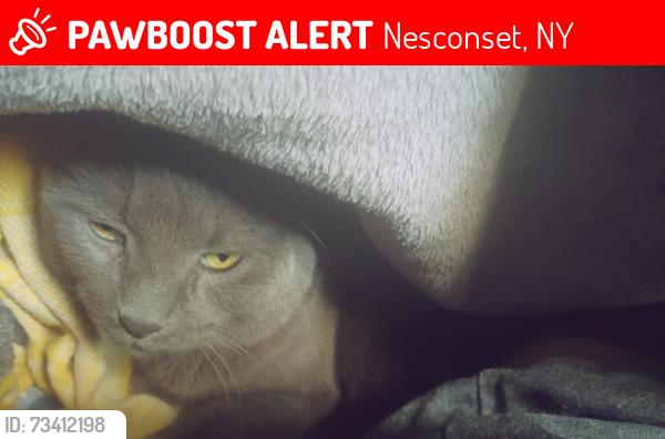 Lost Male Cat last seen Smithtown high-school east, Great hollow middle school, Nesconset, NY 11767