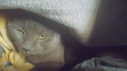 Lost Male Cat last seen Smithtown high-school east, Great hollow middle school, Nesconset, NY 11767