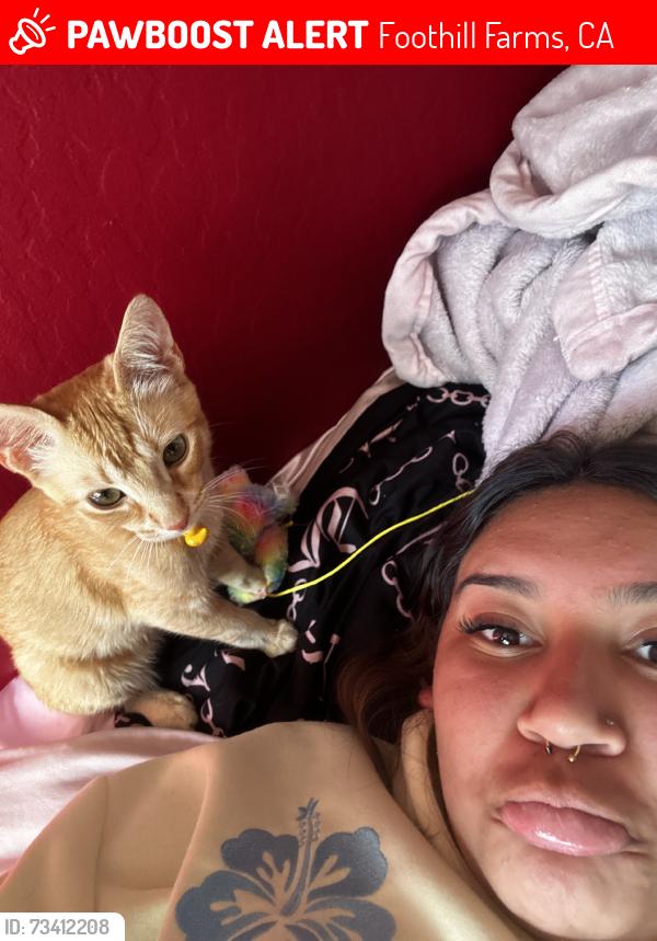 Lost Male Cat last seen Roseville road, Foothill Farms, CA 95842