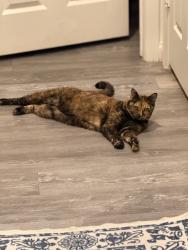 Lost Female Cat last seen Lindell & Jo Rae, Enterprise, NV 89141
