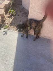 Found/Stray Unknown Cat last seen Rainbow and los volcanoes, Albuquerque, NM 87114