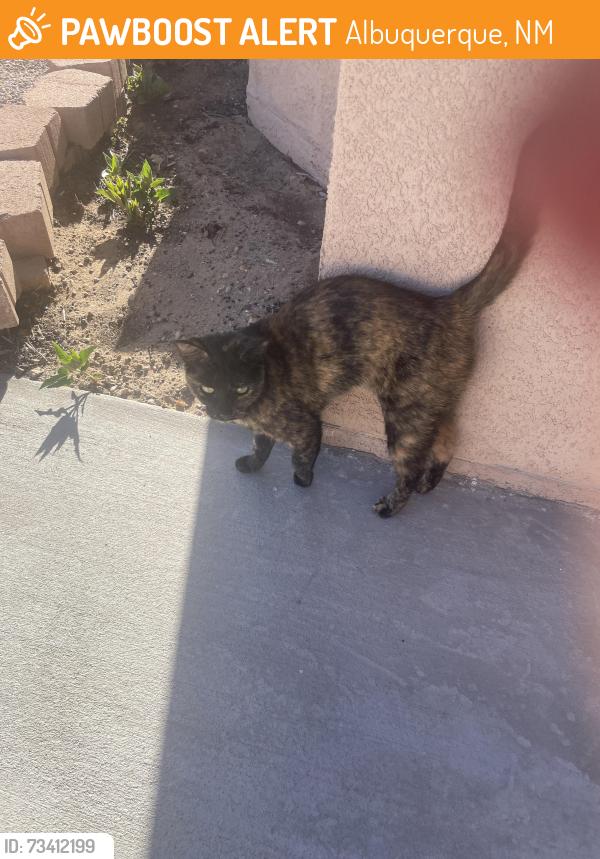 Found/Stray Unknown Cat last seen Rainbow and los volcanoes, Albuquerque, NM 87114