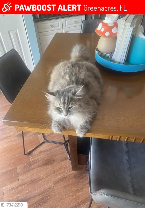 Lost Female Cat last seen Lantern Key, Greenacres, FL 33463