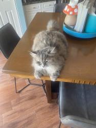 Lost Female Cat last seen Lantern Key, Greenacres, FL 33463