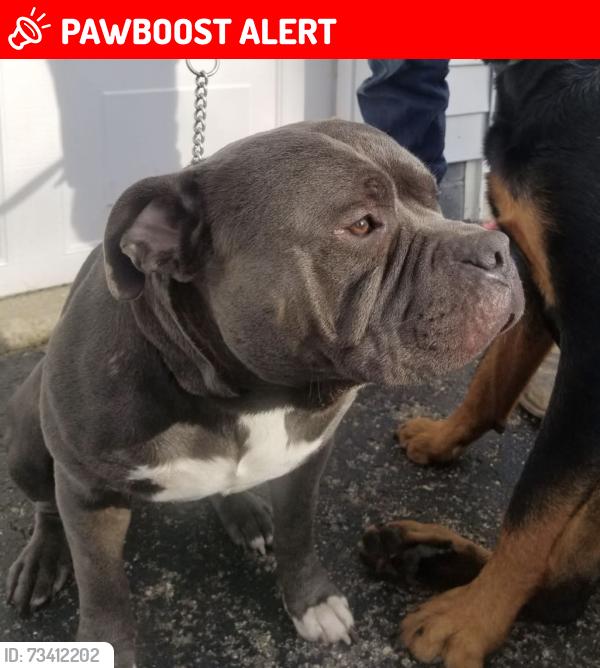 Lost Male Dog last seen Edwardsville Road, Clarksville OH, Harlan Township, OH 45107