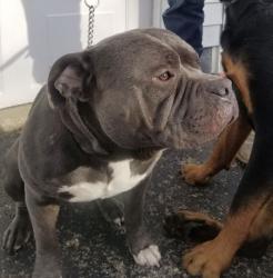 Lost Male Dog last seen Edwardsville Road, Clarksville OH, Harlan Township, OH 45107