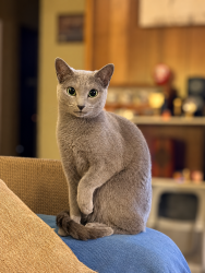Lost Female Cat last seen Cynthia St. & North Almansor St. in the Bean Tract neighborhood., Alhambra, CA 91801