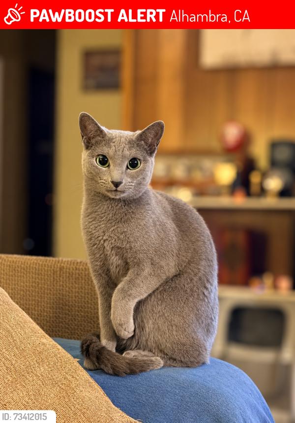 Lost Female Cat last seen Cynthia St. & North Almansor St. in the Bean Tract neighborhood., Alhambra, CA 91801