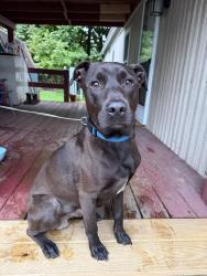 Found/Stray Male Dog last seen Town and country trailer park, Washington, PA 15301