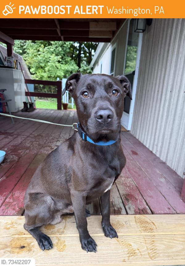 Found/Stray Male Dog last seen Town and country trailer park, Washington, PA 15301
