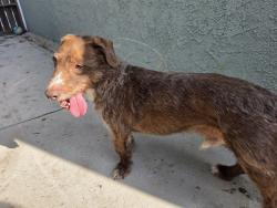 Reunited Male Dog last seen W 171st St & Elgar Ave, Torrance, CA 90504, USA, Torrance, CA 90504