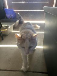 Lost Male Cat last seen Near September st and burgener blvd, San Diego, CA 92110