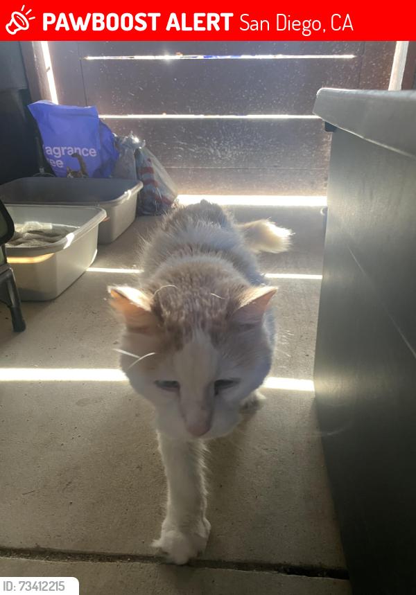 Lost Male Cat last seen Near September st and burgener blvd, San Diego, CA 92110