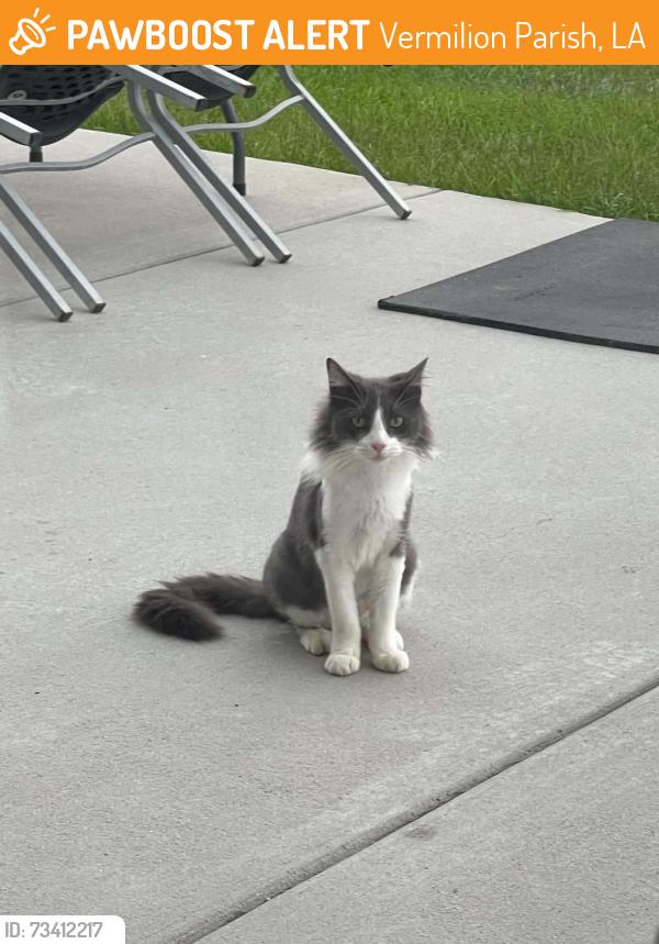 Found/Stray Unknown Cat last seen Magnolia Cove Court Maurice, Vermilion Parish, LA 70555