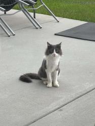 Found/Stray Unknown Cat last seen Magnolia Cove Court Maurice, Vermilion Parish, LA 70555