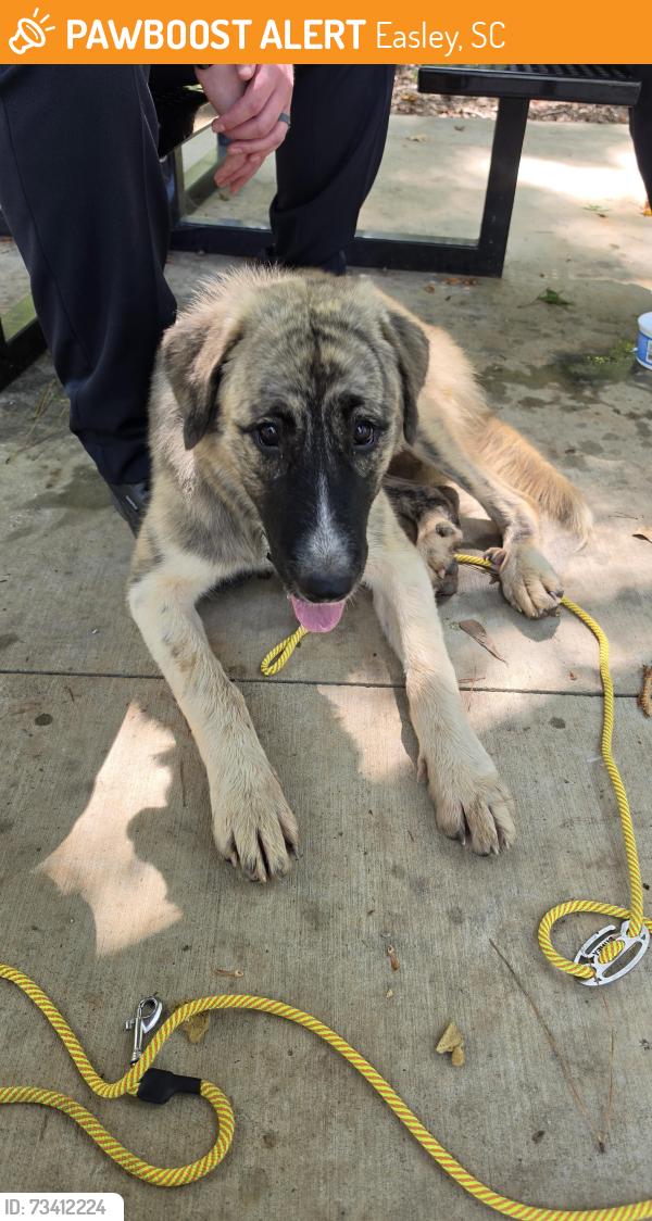 Found/Stray Female Dog last seen Nalley Brown Nature Park, Easley, SC 29642
