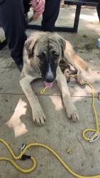 Found/Stray Female Dog last seen Nalley Brown Nature Park, Easley, SC 29642