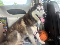 Found/Stray Male Dog last seen N/A, Doral, FL 33166
