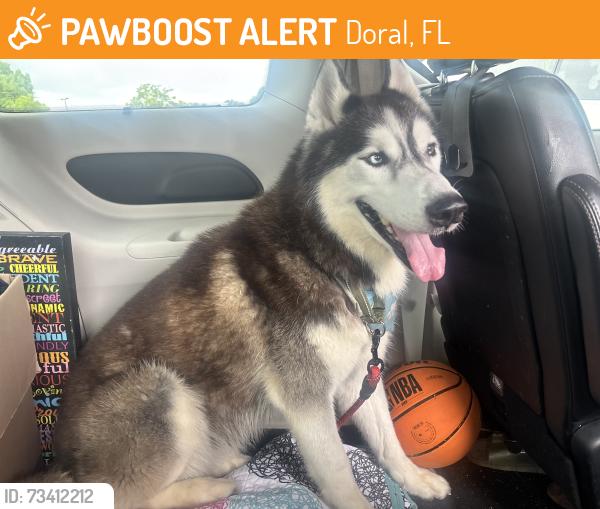 Found/Stray Male Dog last seen N/A, Doral, FL 33166