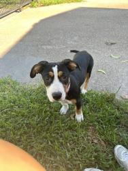 Found/Stray Female Dog last seen O’Donnell, Houston, TX 77076
