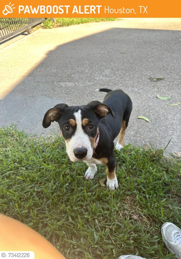 Found/Stray Female Dog last seen O’Donnell, Houston, TX 77076