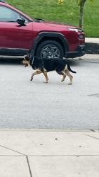Found/Stray Unknown Dog last seen Muirfield Trace - Windemere Neighborhood in Fishers, Fishers, IN 46037