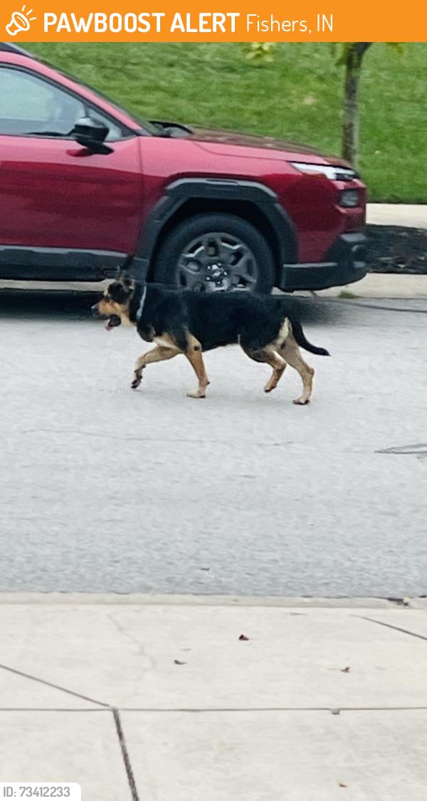Found/Stray Unknown Dog last seen Muirfield Trace - Windemere Neighborhood in Fishers, Fishers, IN 46037