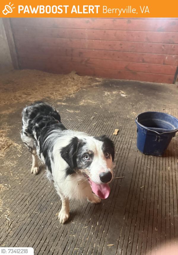 Found/Stray Male Dog last seen Swimley Rd, Berryville, VA 22611