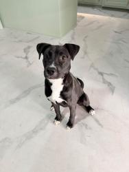Found/Stray Female Dog last seen Near S Pine Ave Oklahoma City, Oklahoma City, OK 73108