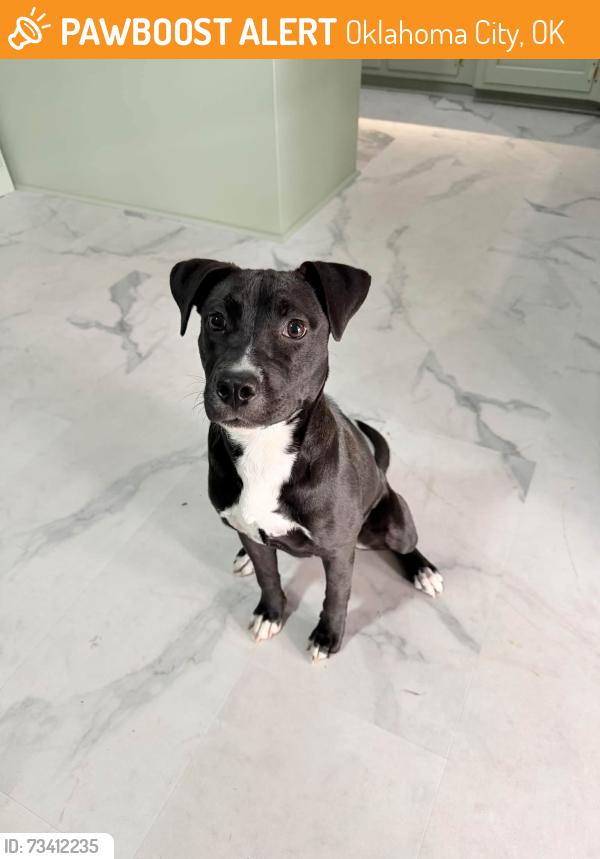 Found/Stray Female Dog last seen Near S Pine Ave Oklahoma City, Oklahoma City, OK 73108
