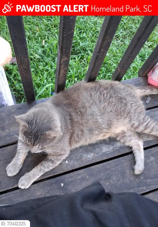 Lost Male Cat last seen Woodmont circle, Homeland Park, SC 29624